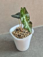 🐍 Junge Alocasia Venom #2🪴