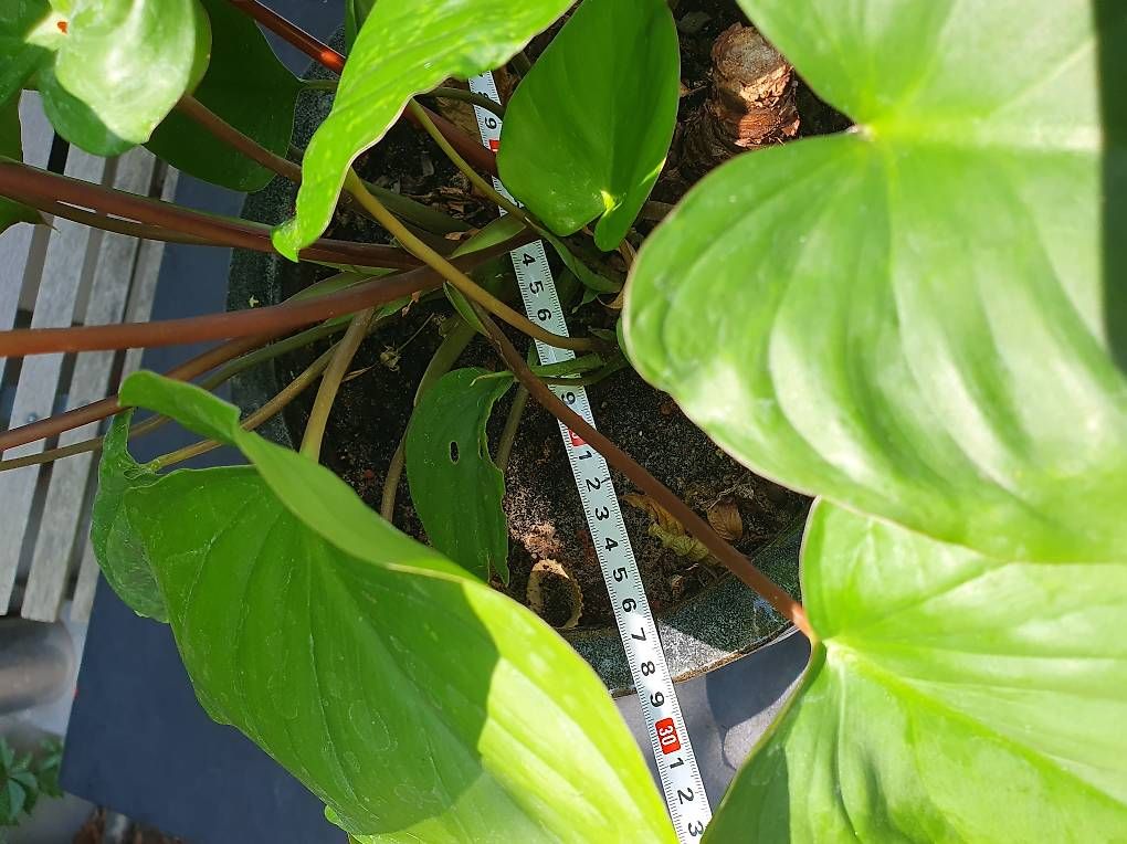 Plantes & graines: homalomena ca 50cm – D'occasion à Olten par stritten 2
