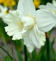 8 zwiebeln Narzisse weiss MOUNT HOOD 💮 8 bulbes Narcisse