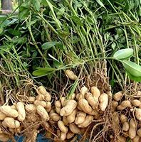 Ab 15.- fr RARITÄT 5 Erdnussamen ARACHIS HYPOGAEA zu Keimen