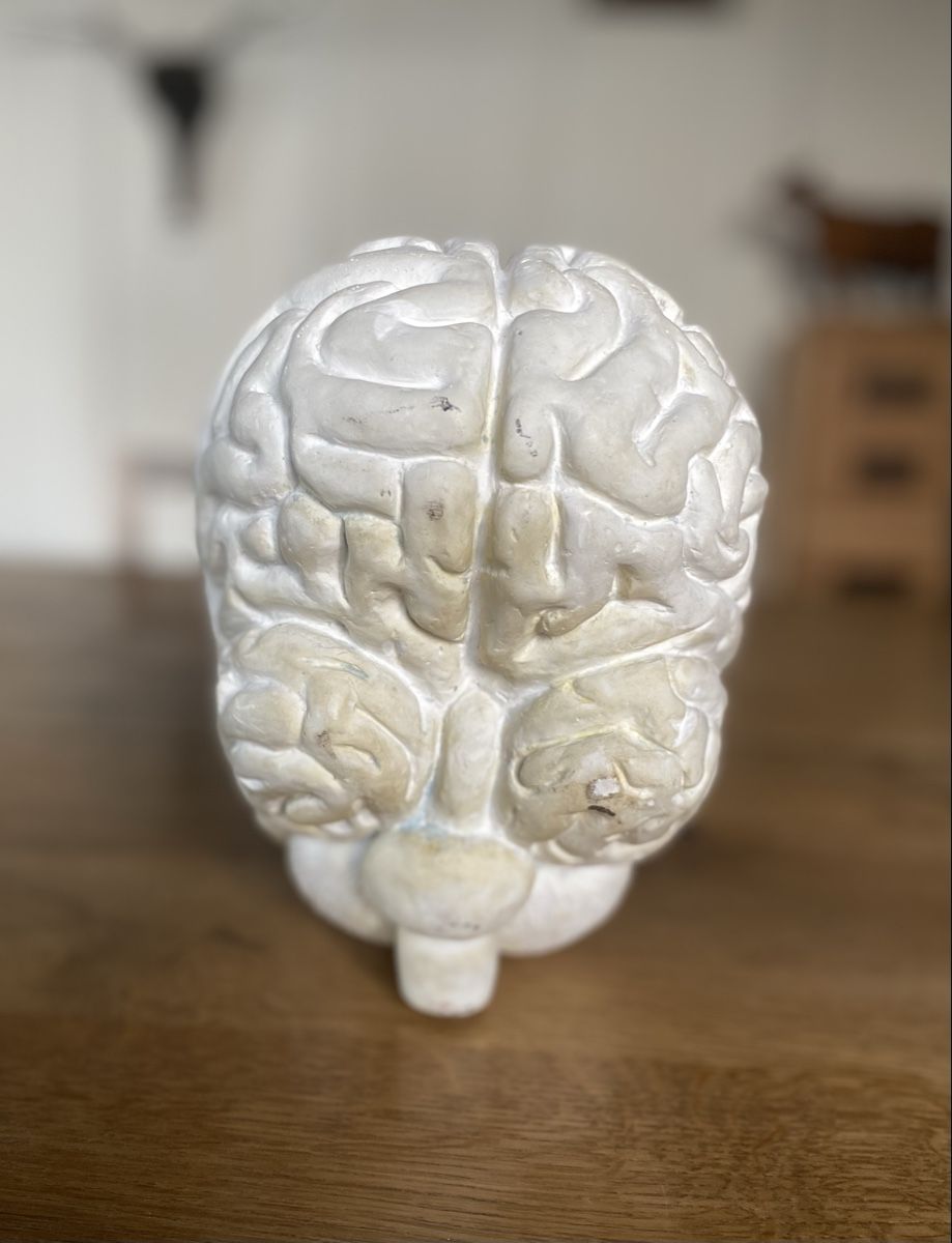 Skulpturen & Statuen: Gehirn / Kunstobjekt – Gebraucht aus Zimmerwald von Holzdata1 5