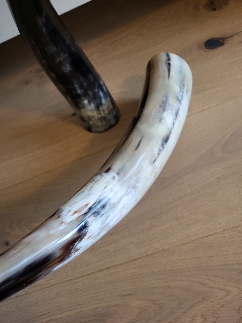 Tutte le decorazioni: Kuhhorn – Usato da Stalden (Sarnen) venduto da Wolfs_Feder 5
