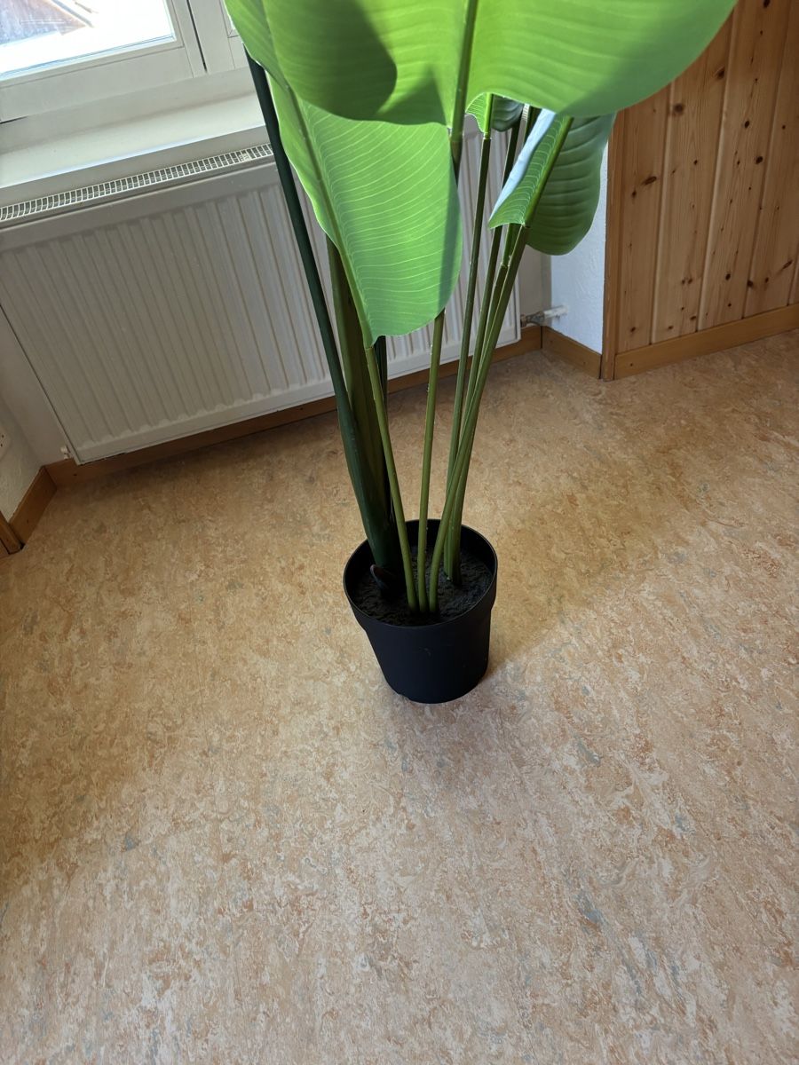 Plantes & graines: Zimmerpflanze – D'occasion à Hilfikon par Elodie1990 4