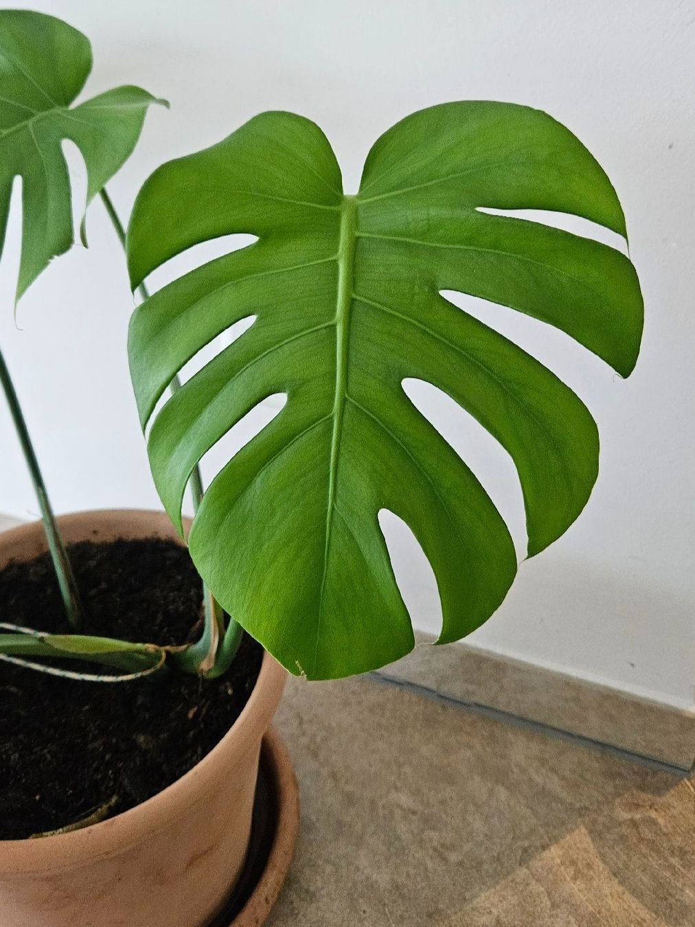 Piante & sementi: Monstera Deliciosa inkl. Terrakottatopf – Usato da Schaan venduto da car_wrv2 1