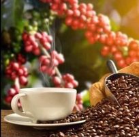 5 SAMEN GRAINES SEMI Kaffee Pflanze