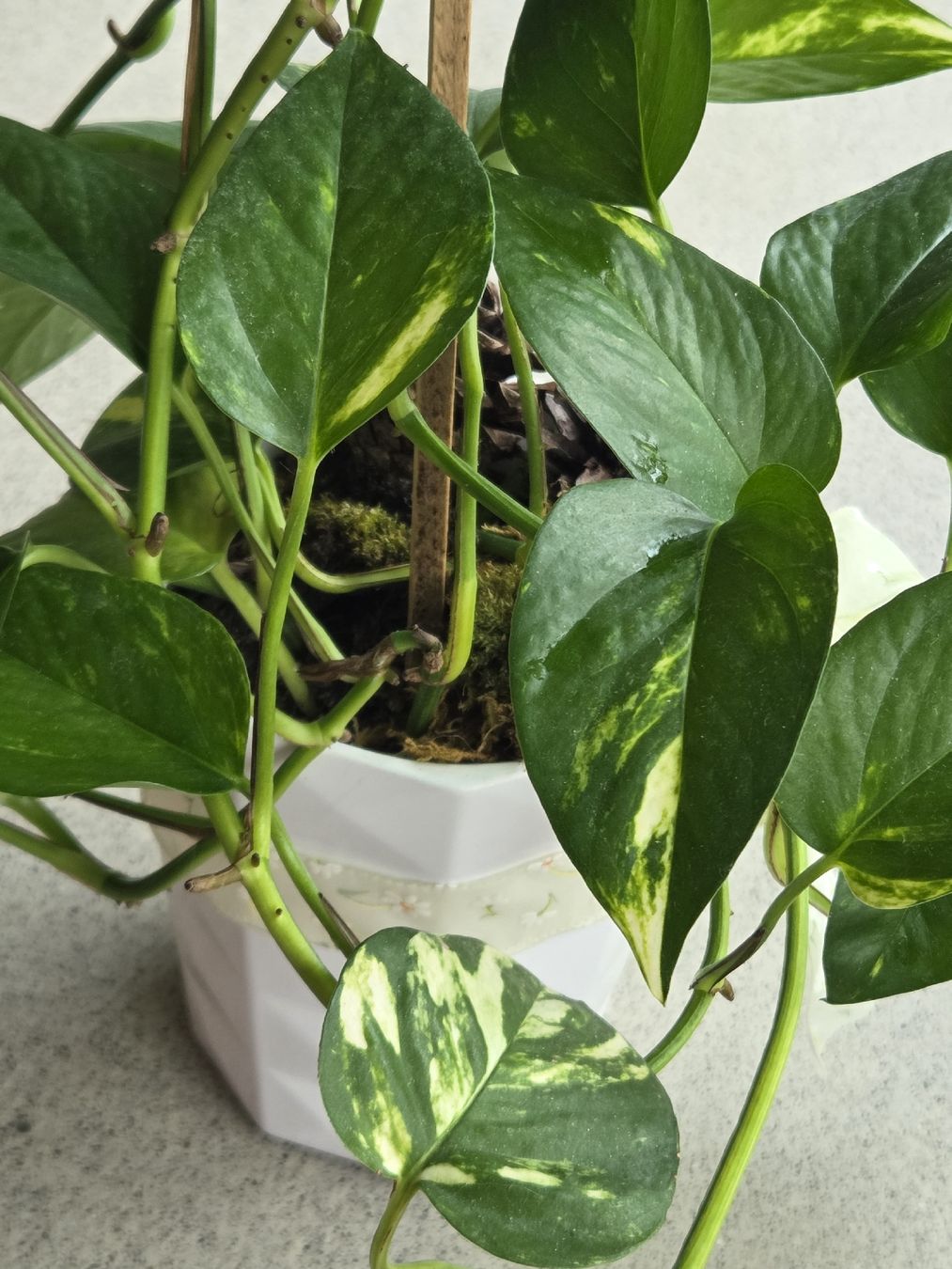 Plantes & graines: Efeutute 58 cm hoch – Neuf (Voir description) à Frauenfeld par Schenken-mit-Herz 2