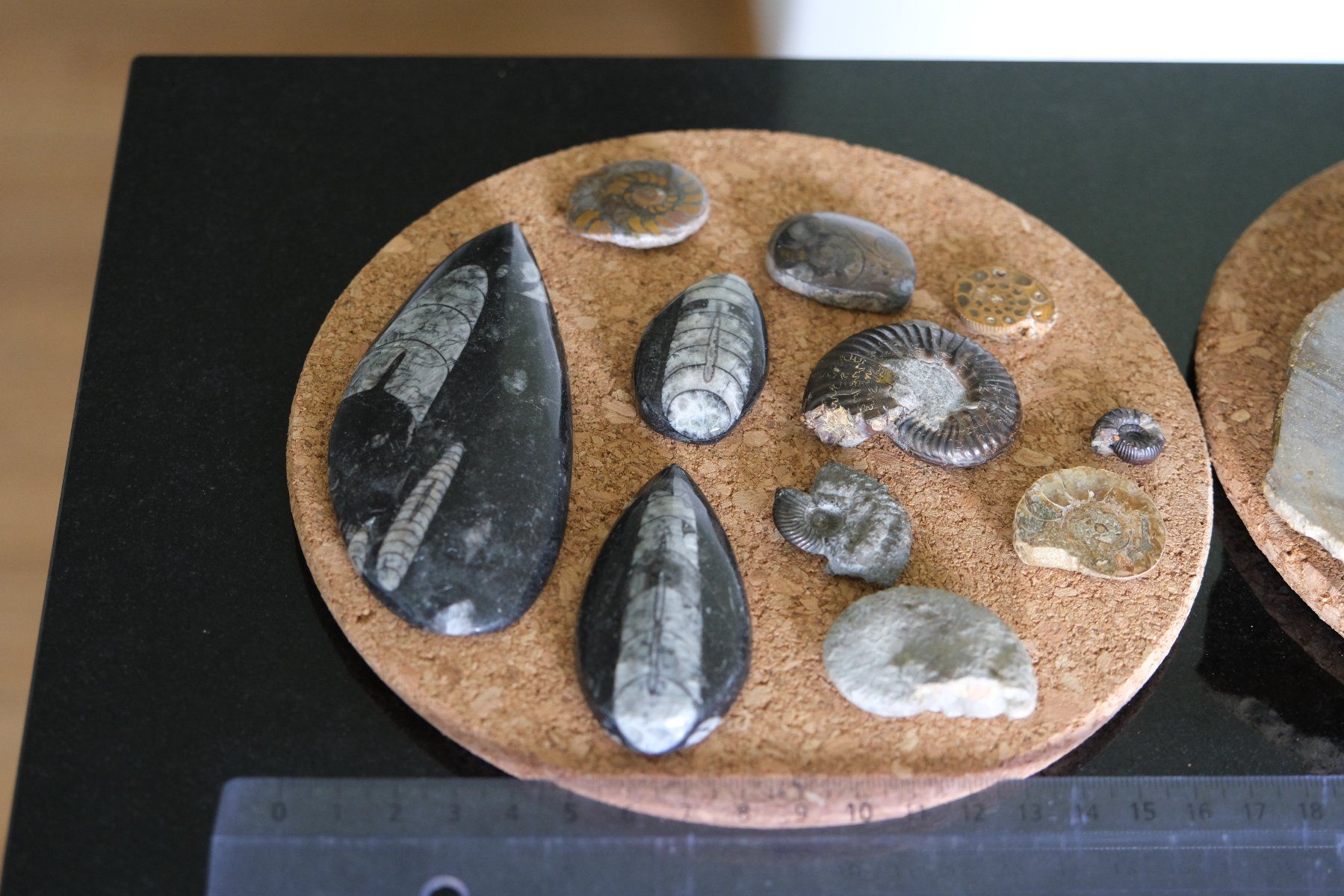 Fossili: Sammlung diverser versteinerter Fosillien – Usato da Olten venduto da RABe2000 3