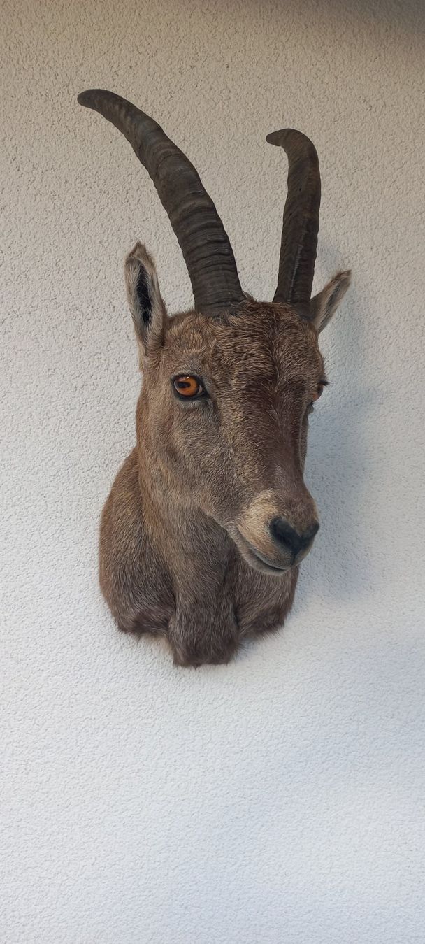 Welt der Tiere: Steinbock /Steingeiss – Neu (gemäss Beschreibung) aus Mollis von Resel1985 2