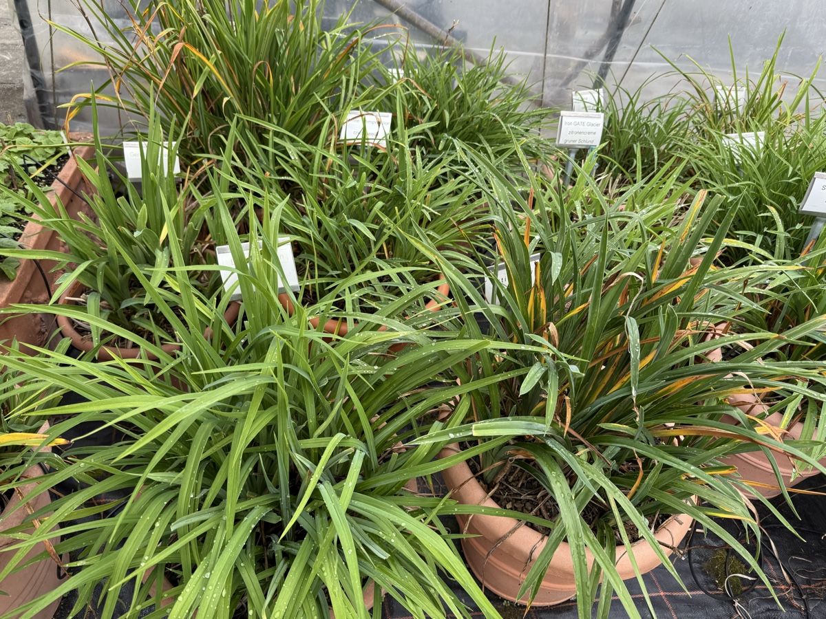 Piante & sementi: Taglilien/ Hemerocallis – Usato da Kefikon ZH venduto da Haligali81 1