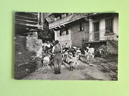 Aux Marécottes - chèvres