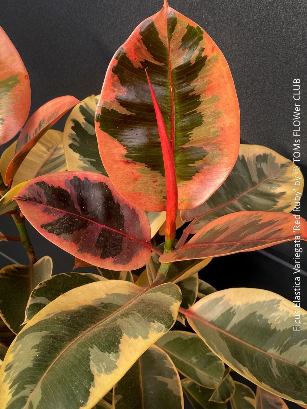 Piante & sementi: Ficus Elastica Variegata Red Ruby - rund 140cm Bäumchen – Nuovo e nell'imballaggio originale da Adliswil venduto da TAKEYOURPLANT 1