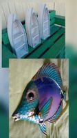 Déco murale poisson/für alle Fisch-liebhaber