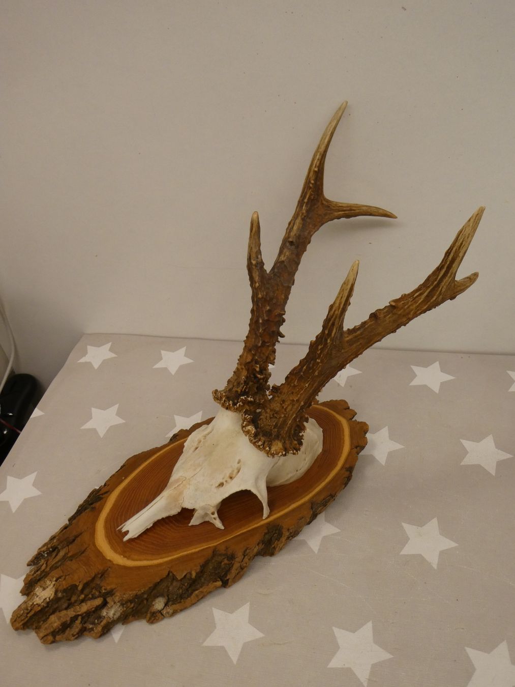Welt der Tiere: Geweih Reh? Hirsch? Nr. 4 – Gebraucht aus Rafz von Powacaddy
