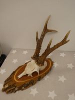 Geweih Reh? Hirsch? Nr. 4