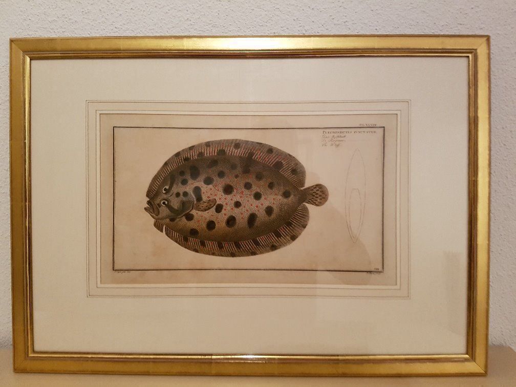 Poster & Bilder: Stich Der Rotbutt Pleuronectes Punctatus – Neu (gemäss Beschreibung) aus Gamprin-Bendern von uk9487Liechtenstein