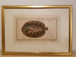 Stich Der Rotbutt Pleuronectes Punctatus