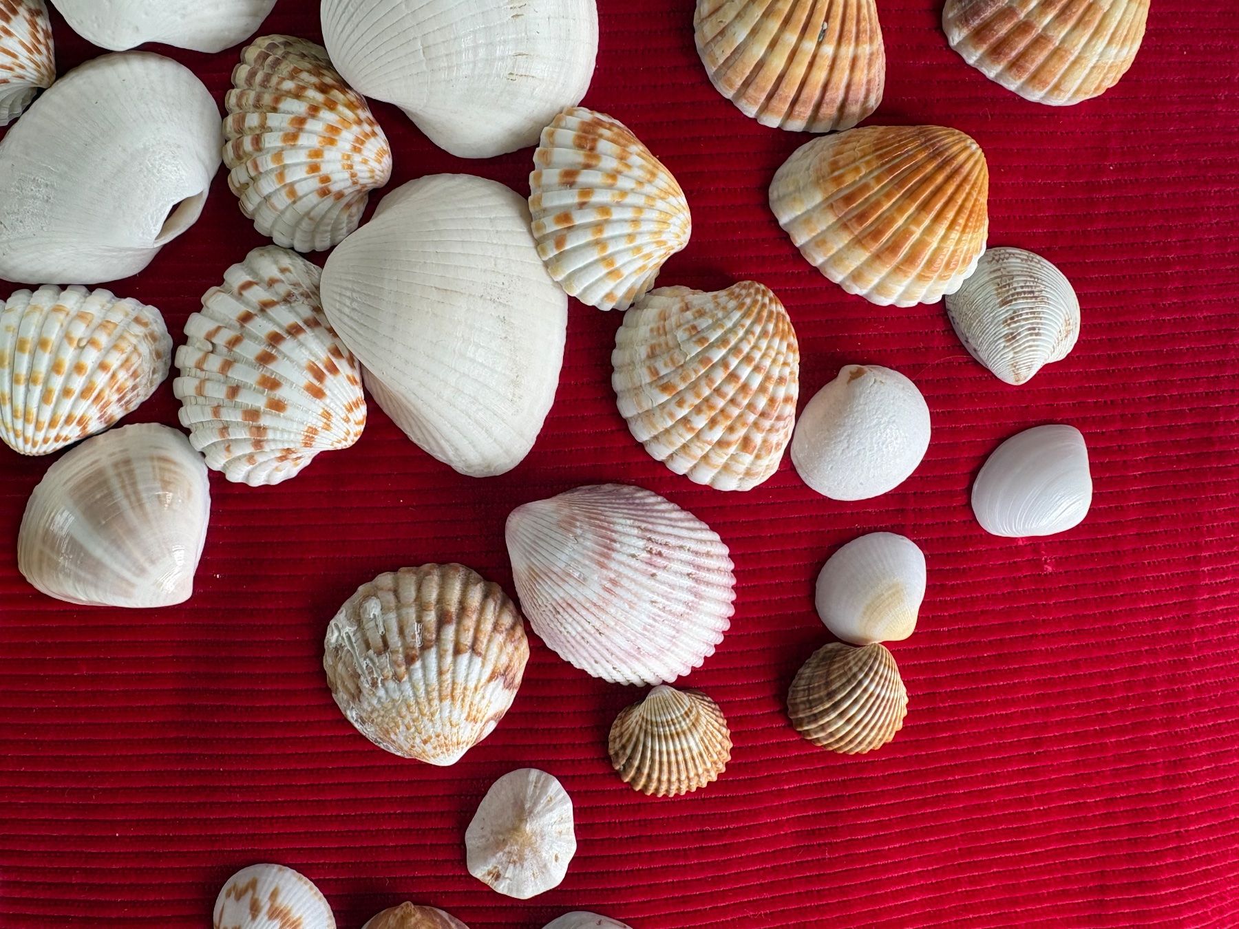 Fossili: Ensemble de divers coquillages et éléments marins, décoratif – Usato da Crans  Montana venduto da proff 4