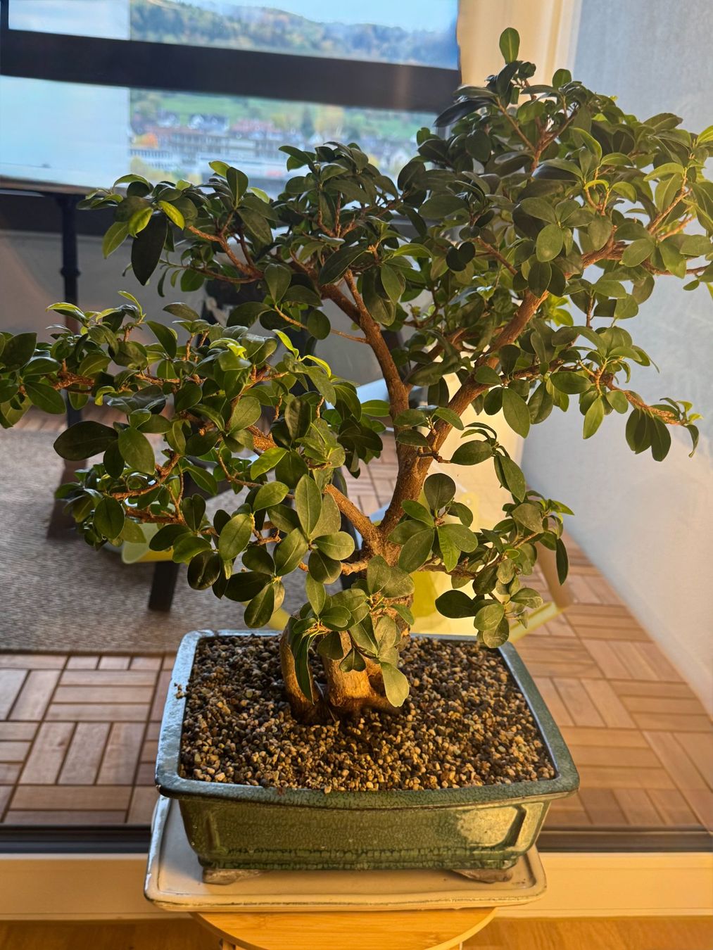 Piante & sementi: Bonsai Baum Mini Ficus – Usato da Spreitenbach venduto da AR0102 1