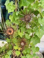 1 Deko Blume 