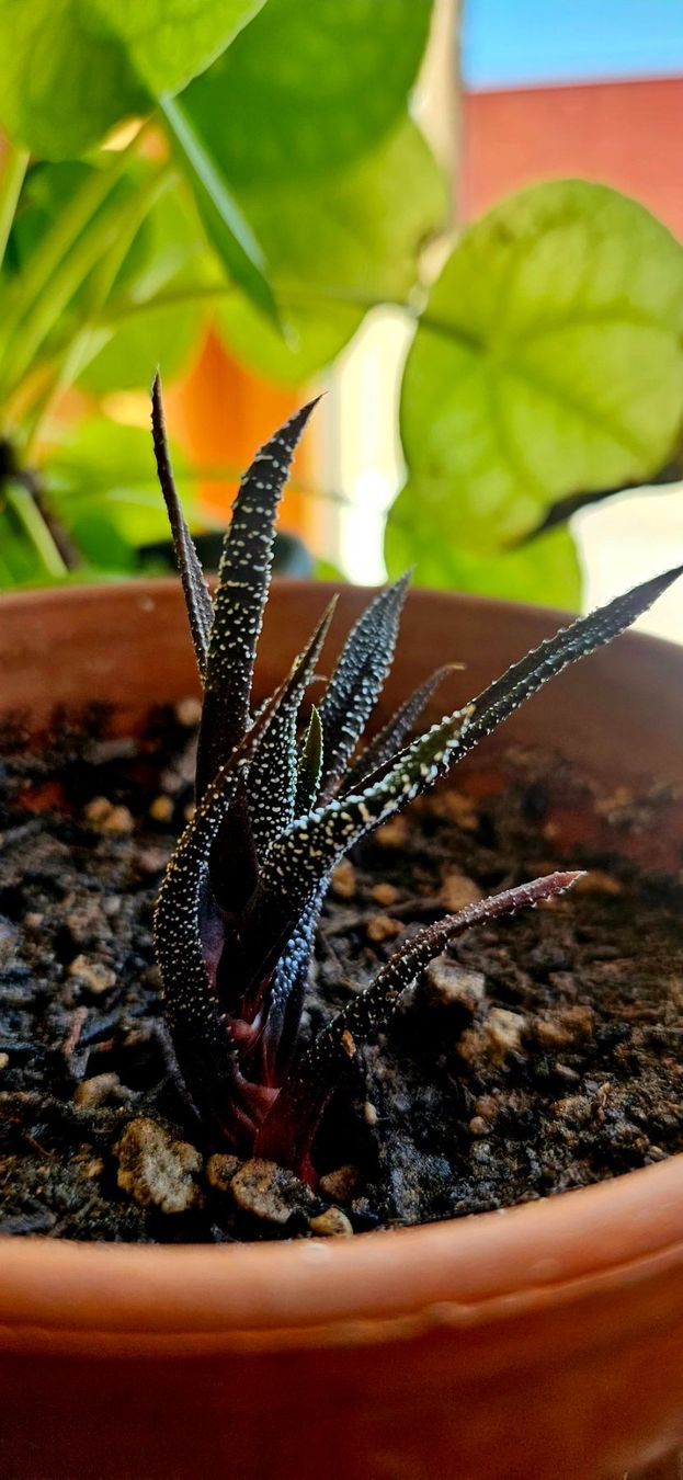 Plantes & graines: Haworthia concolor – Neuf avec emballage d'origine à Bütschwil par sr761