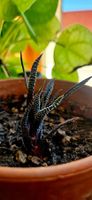 Haworthia concolor