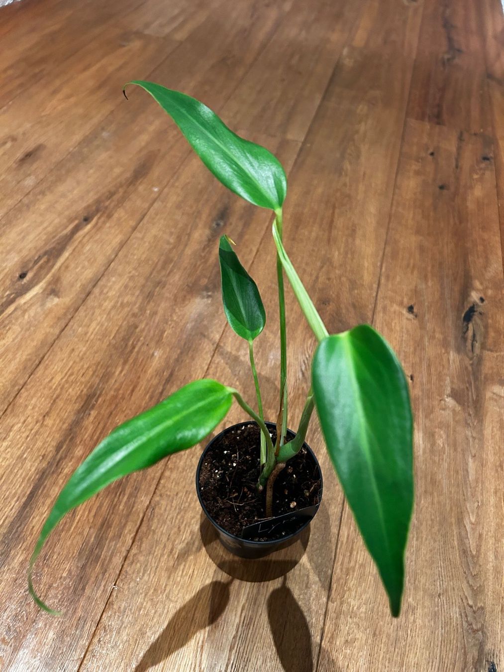 Piante & sementi: Monstera burle marx flame💚 – Usato da Wattwil venduto da Mikesplantshop 2