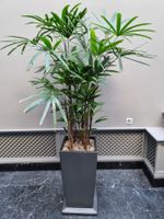 Steckenpalme Rhapis excelsa Höhe 190cm / Pflegeleicht!