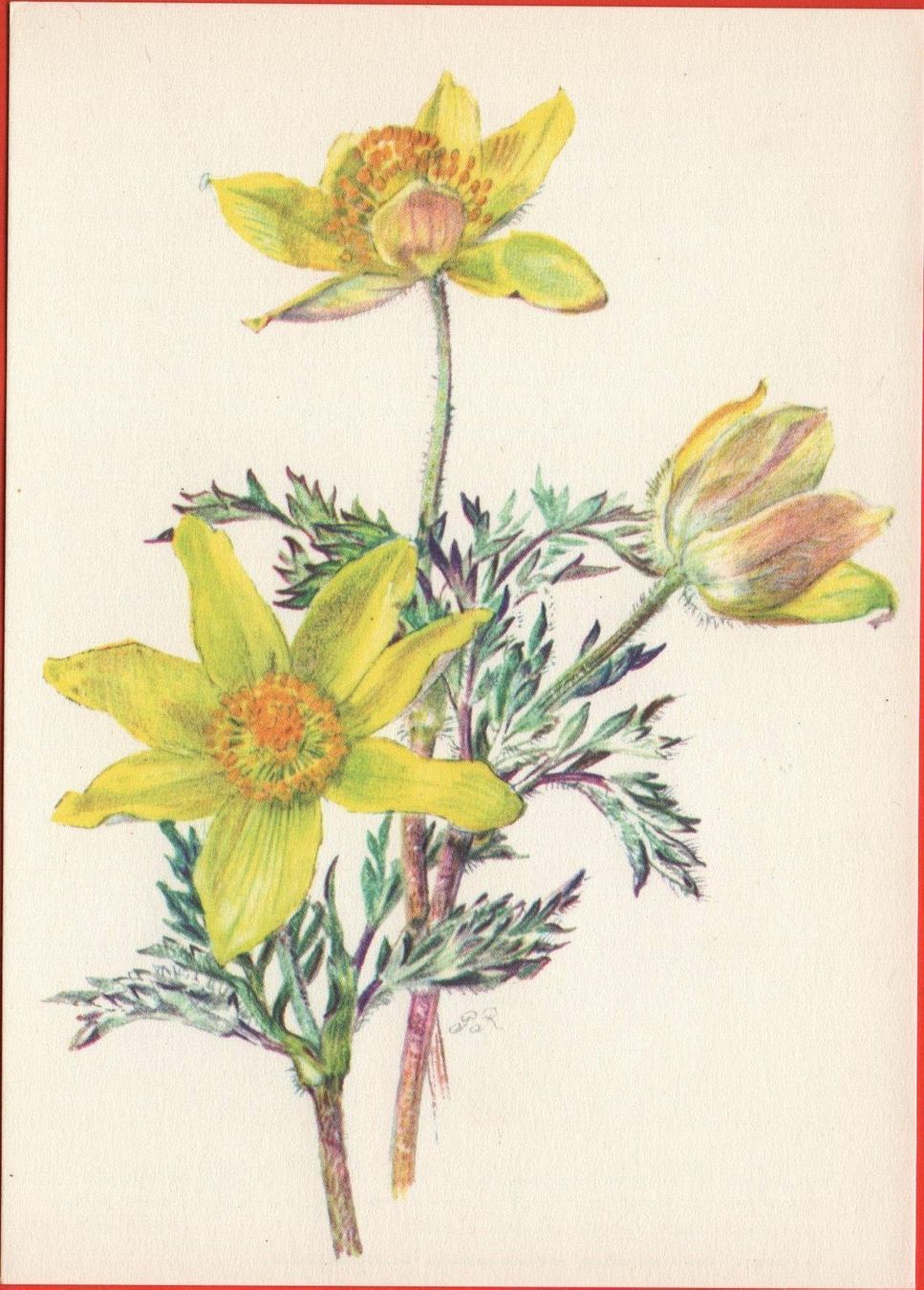 Cartoline postali: BLUMEN Schwefel-Anemone – Nuovo (secondo la descrizione) da Jona venduto da philajona