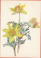 BLUMEN Schwefel-Anemone