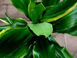 "DRACAENA FRAGRANS LEMON LIME " : Zierpflanze 50 cm  ↕️  "D