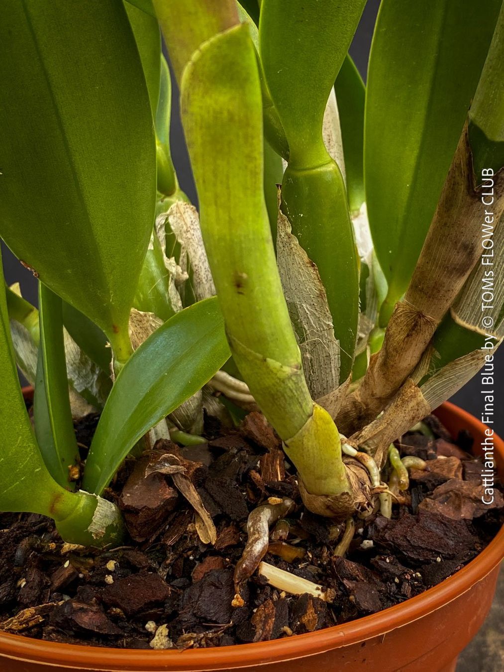Piante & sementi: Cattlianthe Final Blue - magisch duftende Blau-Cattleya – Nuovo e nell'imballaggio originale da Adliswil venduto da TAKEYOURPLANT 6