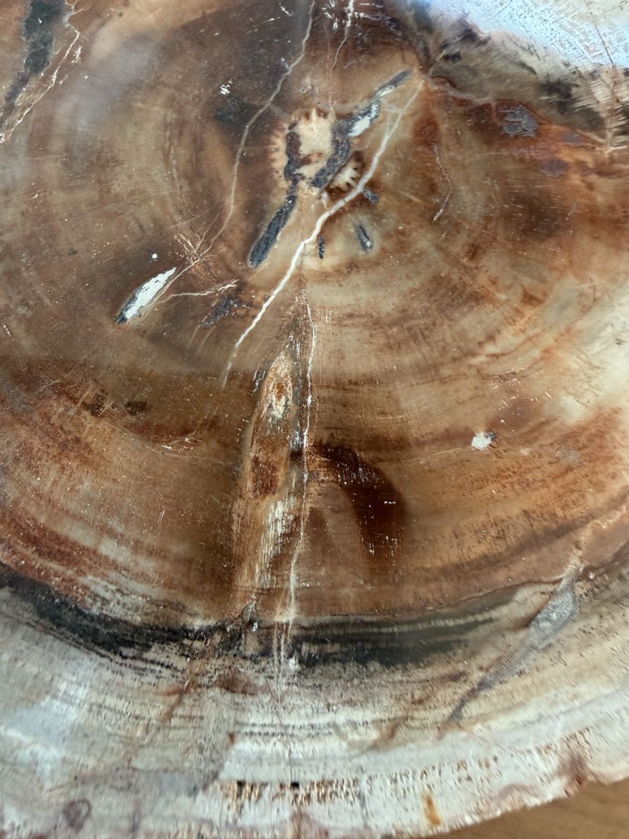 Fossili: Versteinertes Holz – Usato da Grenchen venduto da Bastet007 4