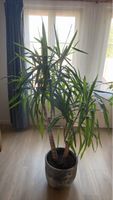 Yucca-Pflanze inkl. Topf