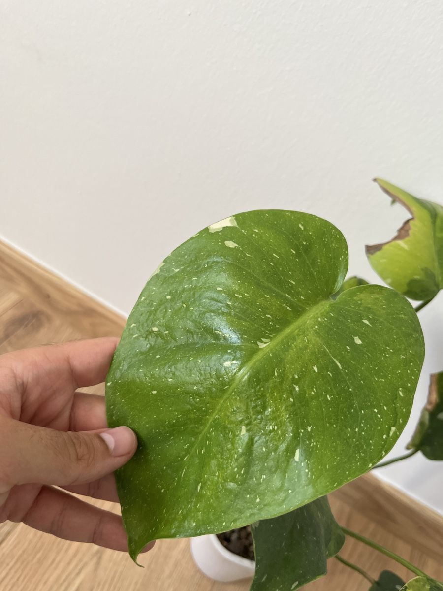 Pflanzen & Samen: Monstera Tricolor/Miracle – Gebraucht aus Basel von philuftikuss 4