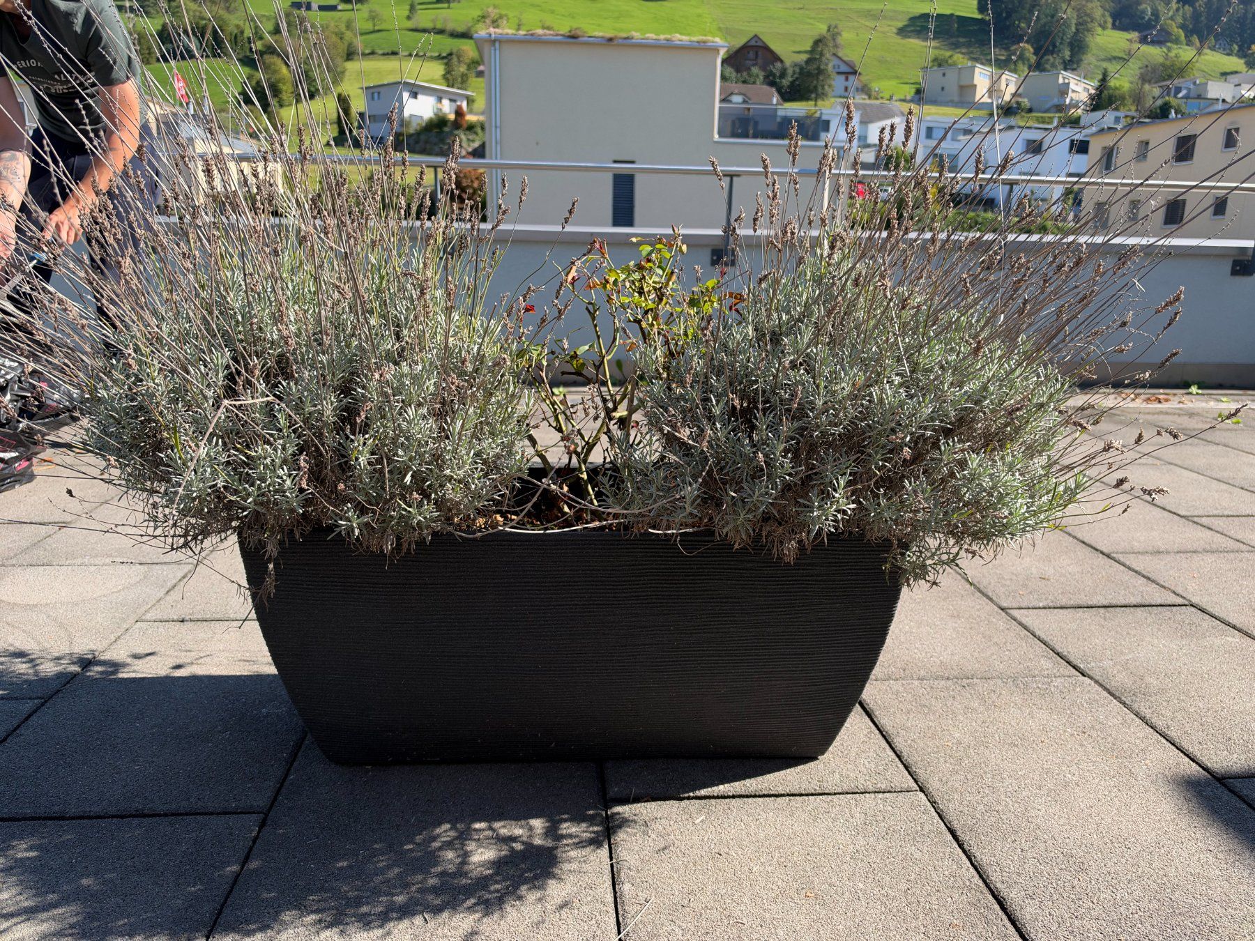 Piante & sementi: China Rose + Lavendel – Usato da Root venduto da calmchris 2