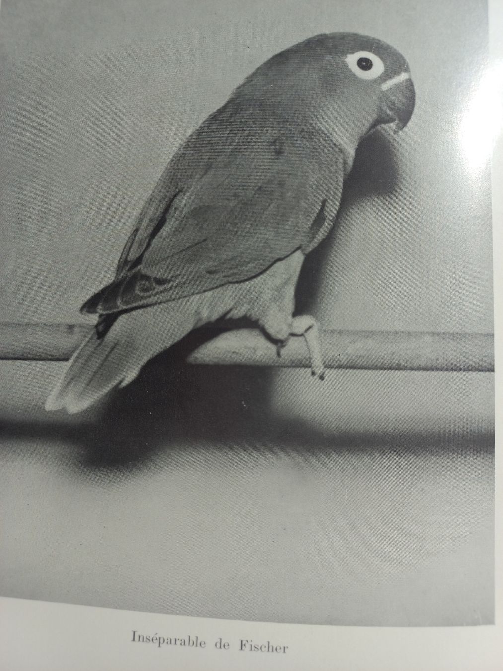 Libri: La perruche ondulée et les inséparables 1959. . – Usato da Dompierre FR venduto da fat_xth5 6