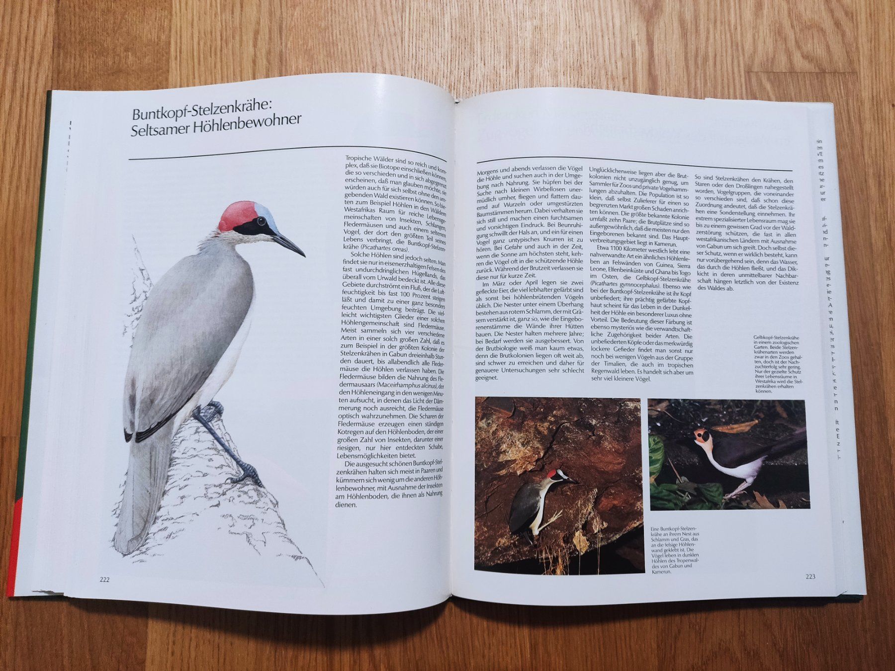 Bücher: Rettet die Vogelwelt - Schweizer Ausgabe – Gebraucht aus Buchs AG von patiburgener 7