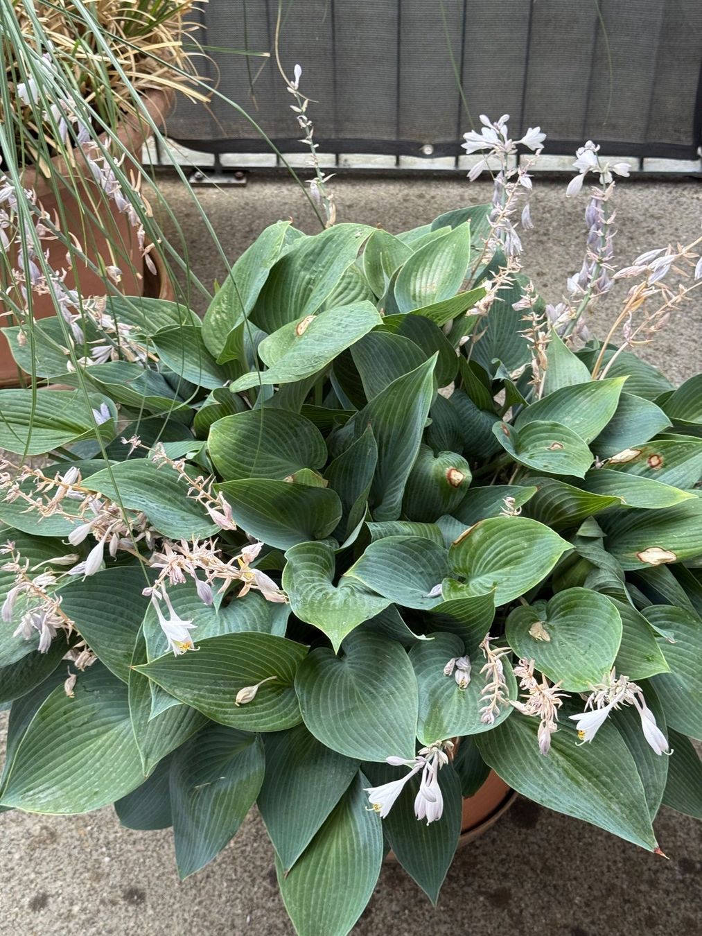 Pflanzen & Samen: Funkie Hosta – Gebraucht aus Dällikon von dahi1 1