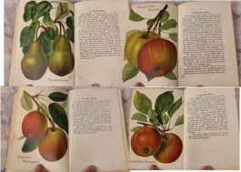 Bernisches Stammregister Kernobstsorten, Jahr 1910 Top
