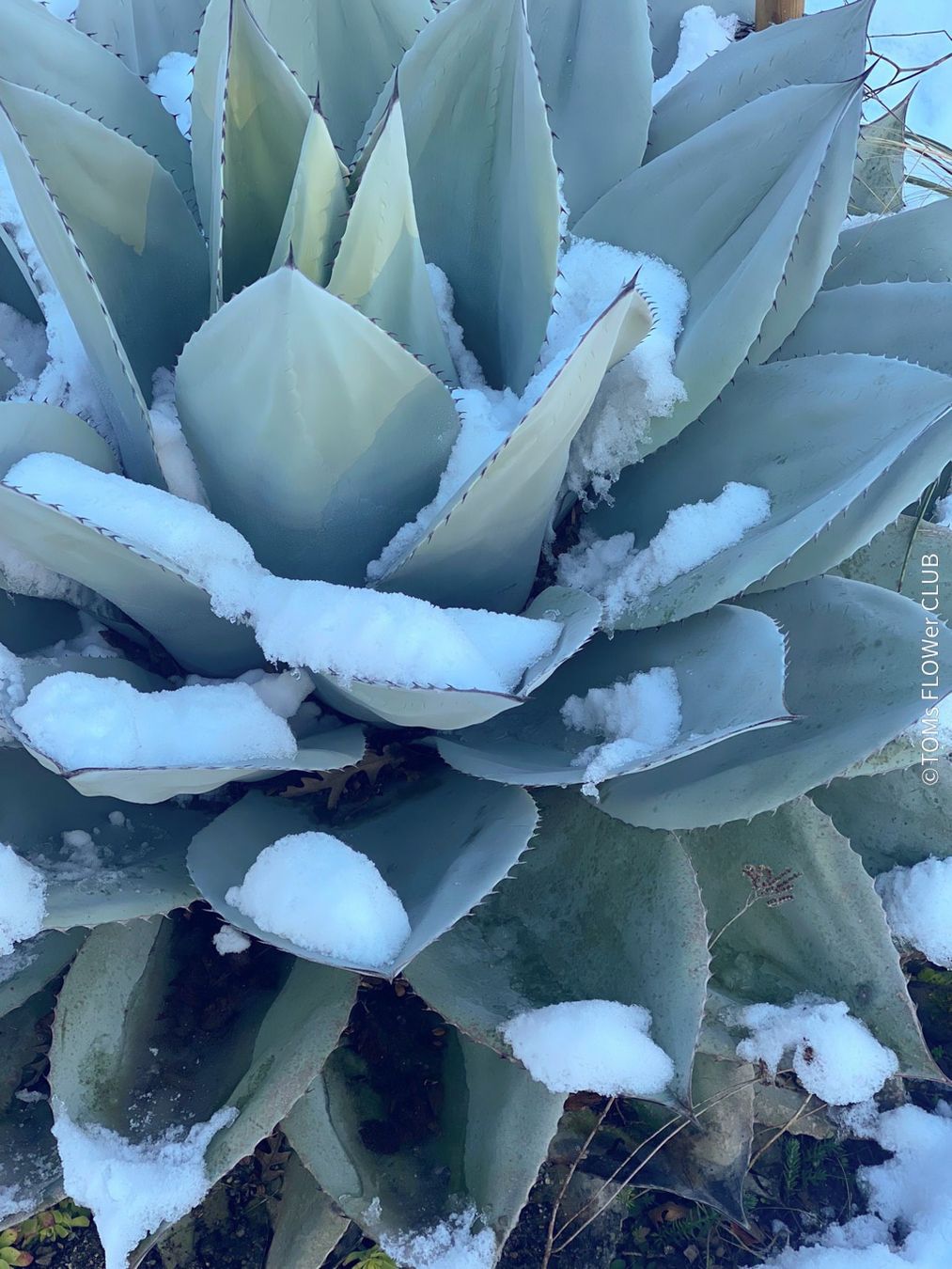 Agave Ovatifolia - winterhart - auch fr den Garten (Neu (gemss  Beschreibung)) in Adliswil fr CHF 182  mit Lieferung auf Ricardo kaufen