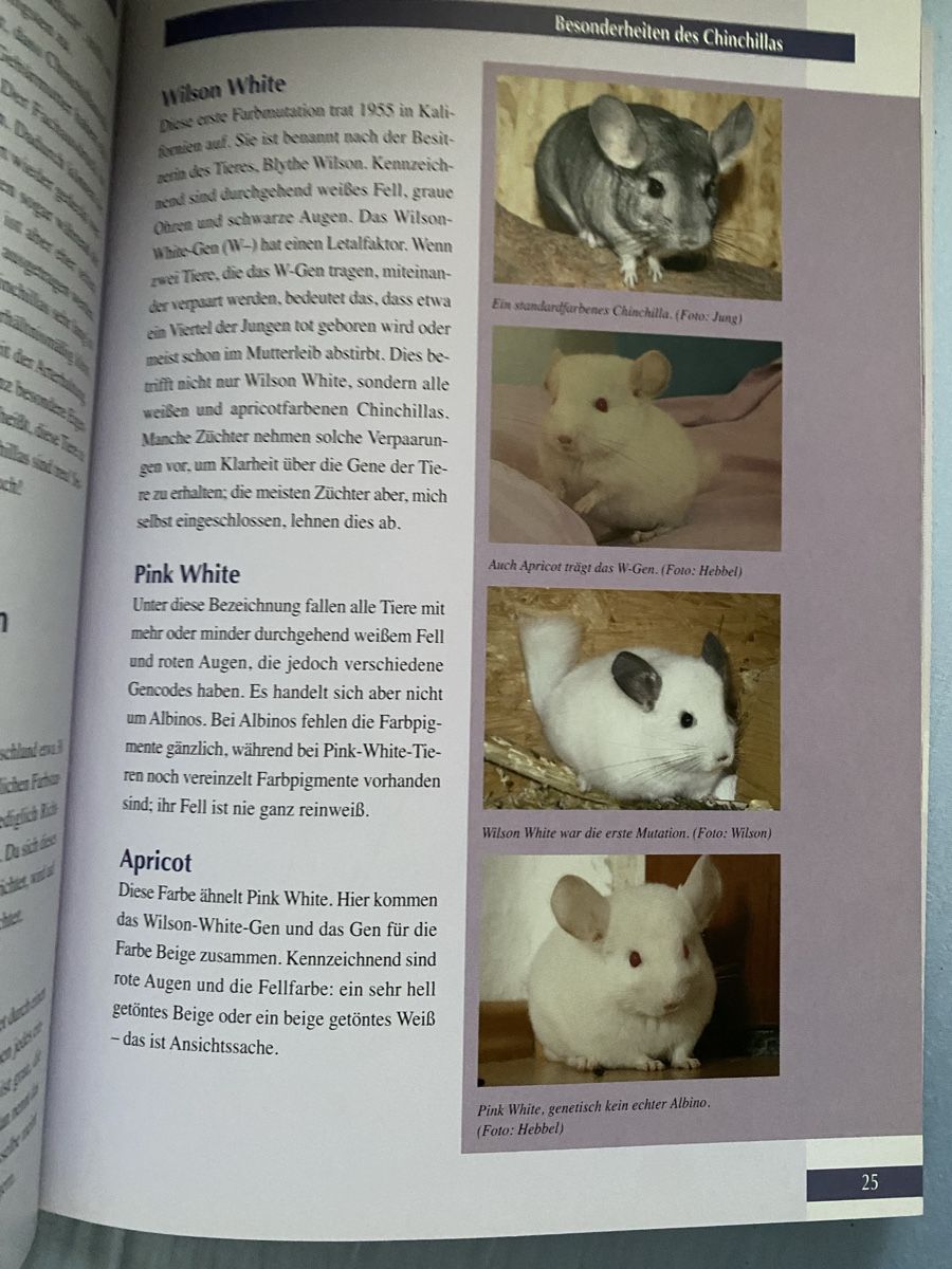 Libri: Chinchilla Buch – Usato da Seewen SZ venduto da shaky01 2