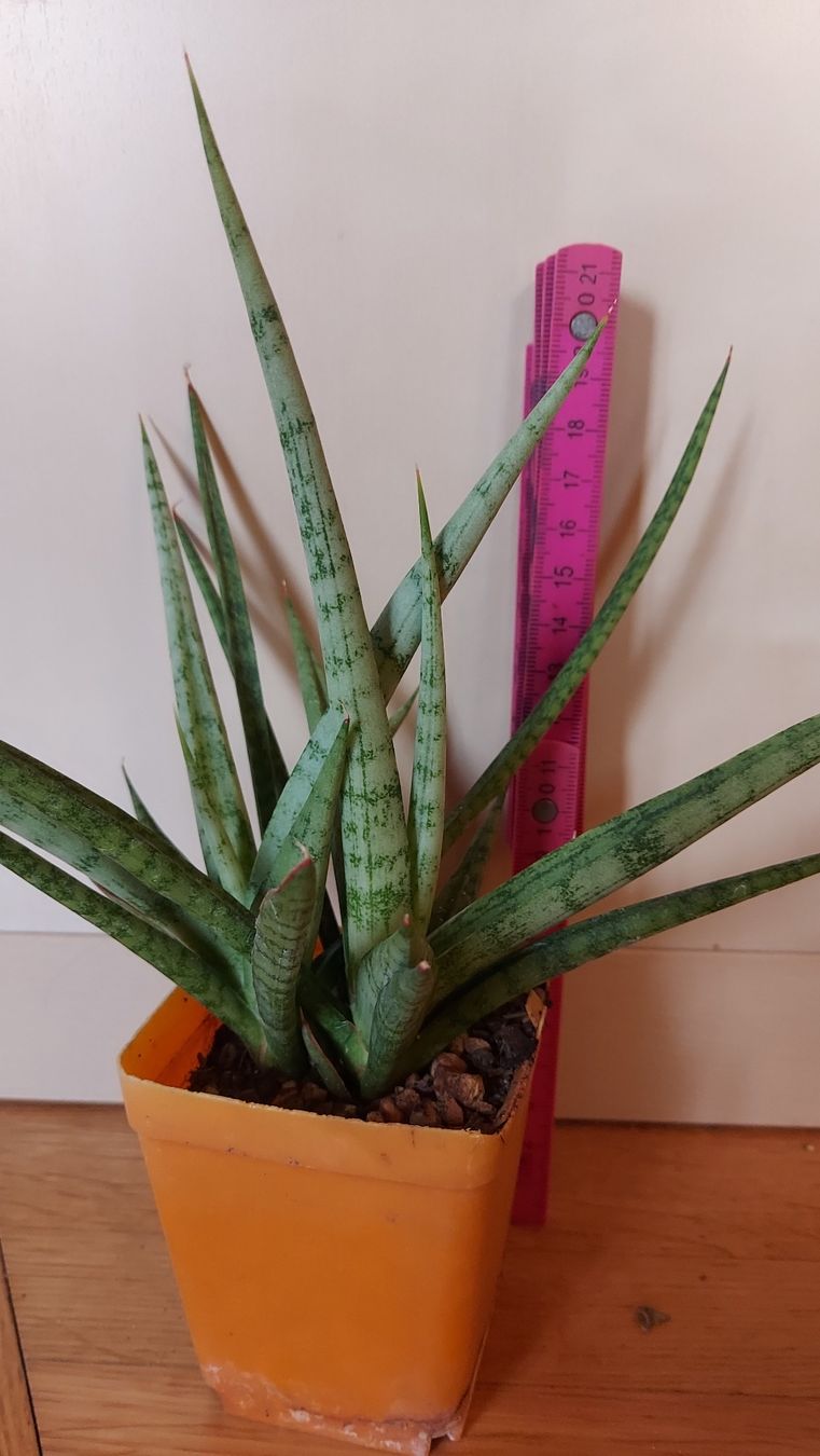 Piante & sementi: Sanseveria cylindrica / Bogenhanf – Nuovo (secondo la descrizione) da Thalheim venduto da silvara01 1