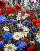 XL 100 Samen Kornblume + Mohn + Camomille = TOP Feldstrauß