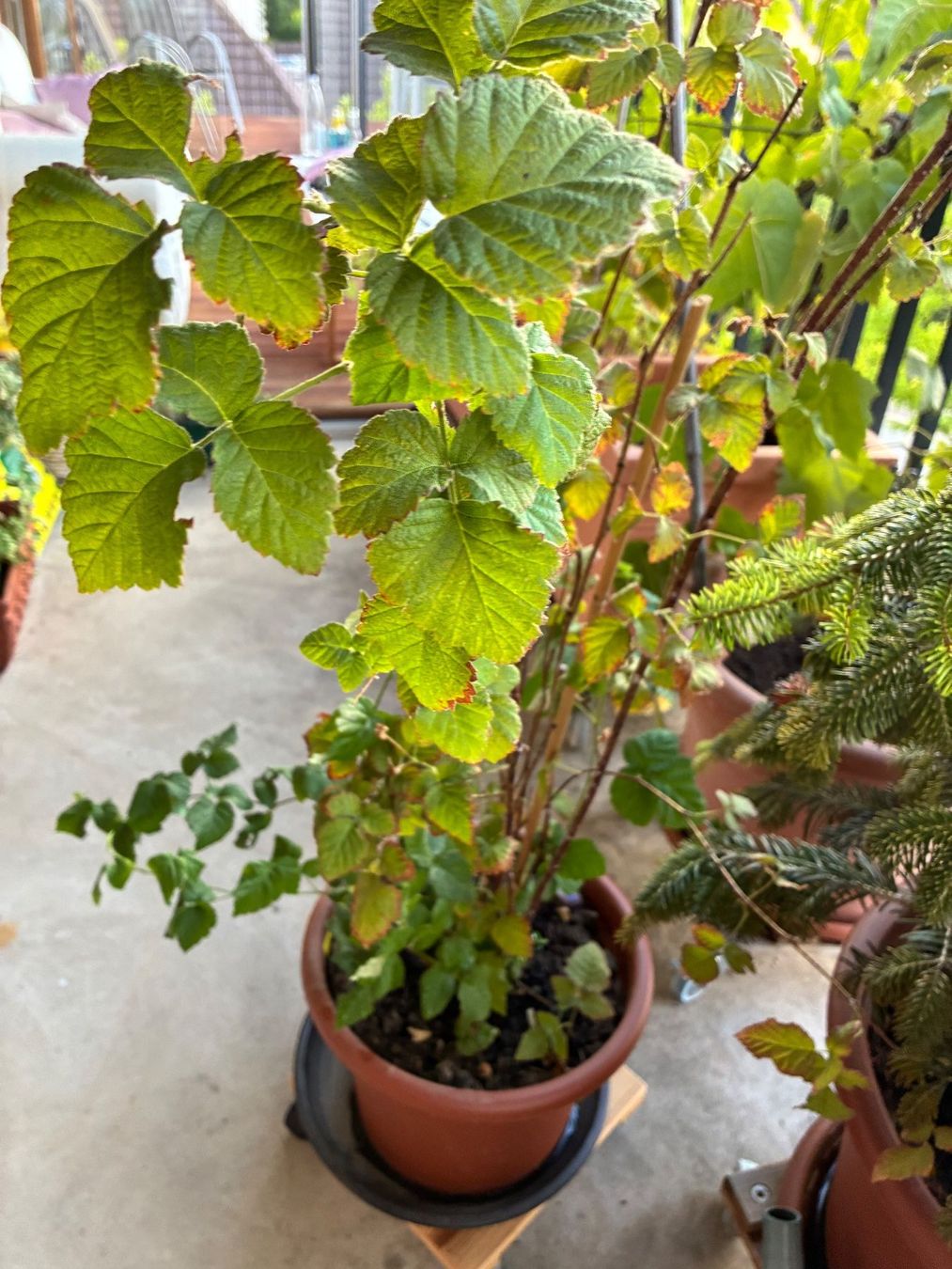 Piante & sementi: Brombeere, Rubus caesius – Nuovo (secondo la descrizione) da Wetzikon ZH venduto da chris7pat 1