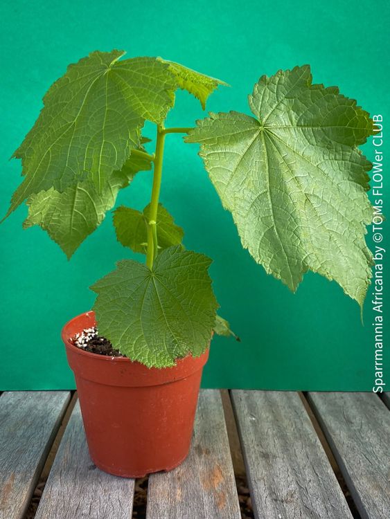 Sparrmannia africana Zimmerlinde Kaufen auf Ricardo