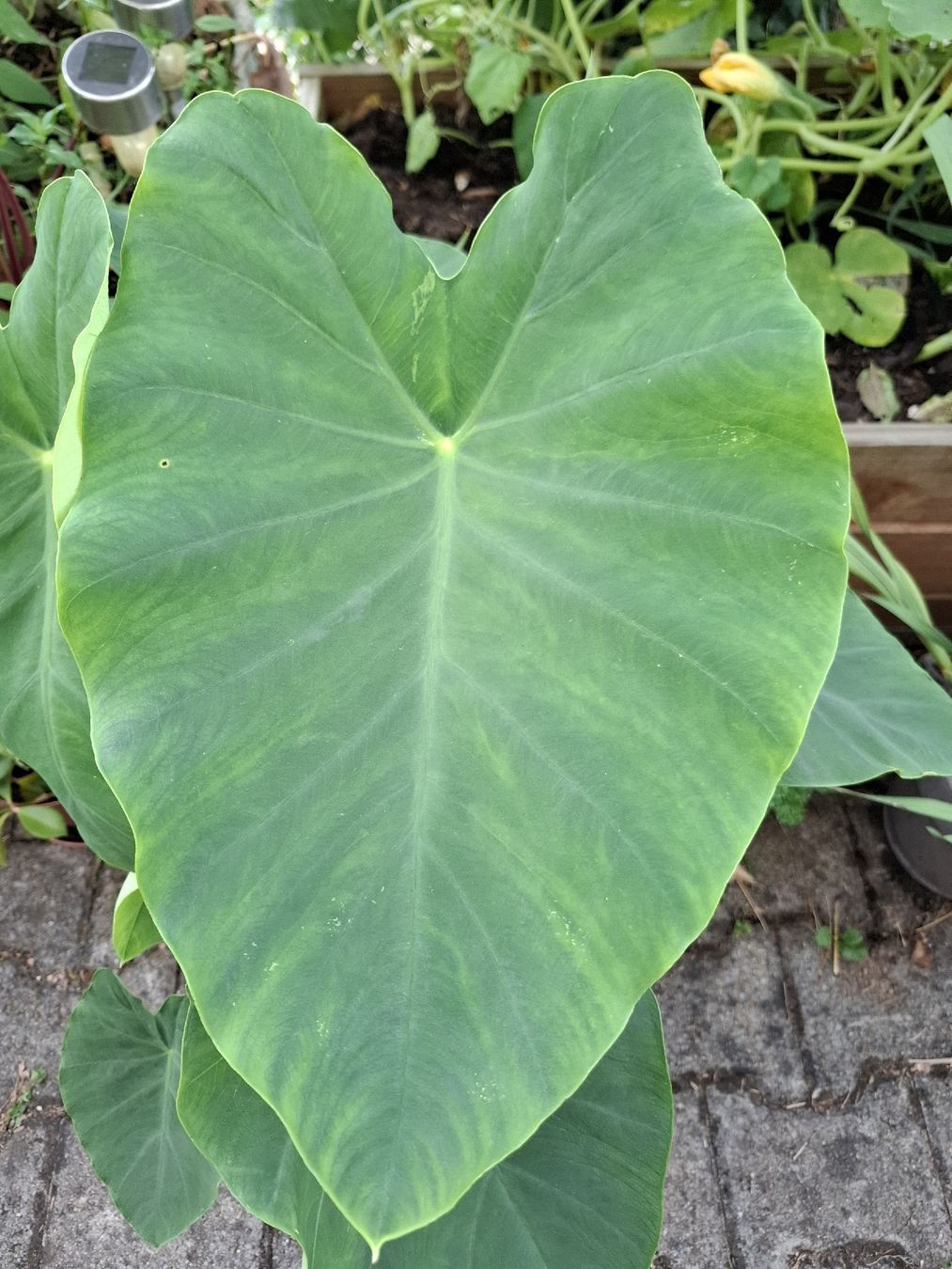 Piante & sementi: taro -Pflanze – Usato da Zeihen venduto da P_B4 1