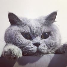 Profile image of Chillitinojan