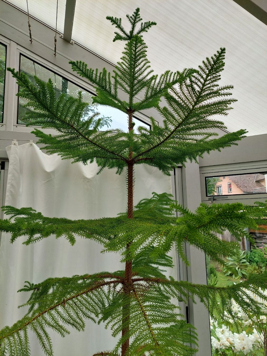 Piante & sementi: Gratis Norfolk Araukarie, über 2m hoch – Usato da Unterkulm venduto da joerg221081 1