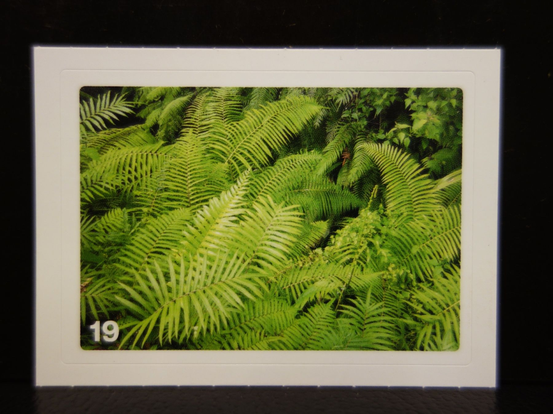 Migros Carte collezionabili: MIGROS MANIA Nature Detectives Nr. 19 – Nuovo e nell'imballaggio originale da Kerzers venduto da djstarsky73