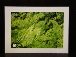 MIGROS MANIA Nature Detectives Nr. 19